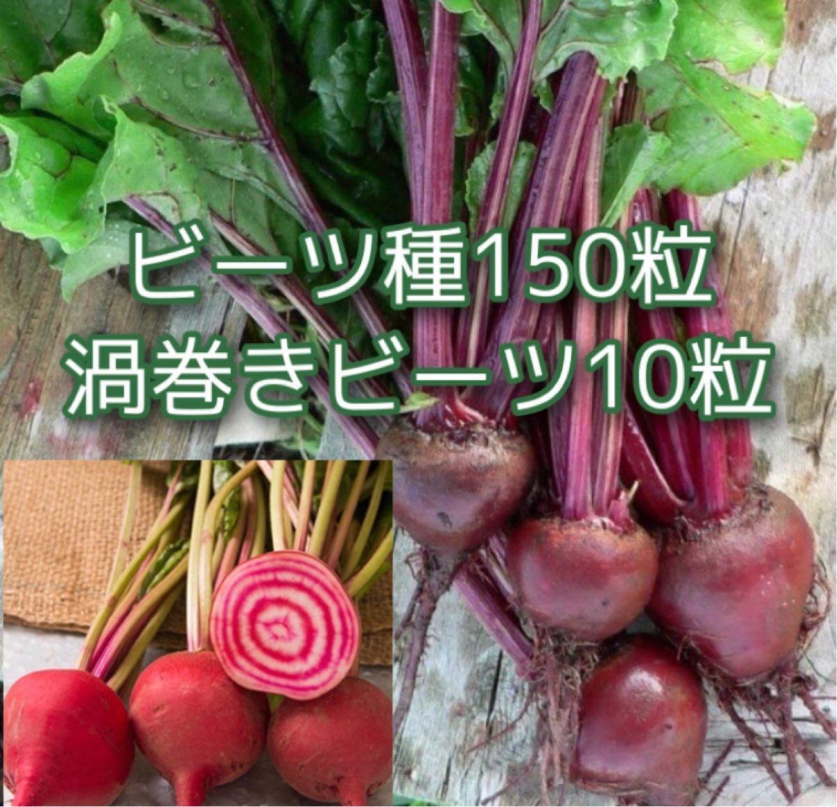 Paypayフリマ 渦巻きビーツ種10粒とビーツ種150粒 Paypayフリマ 渦巻きビーツ種10粒とビーツ種150粒