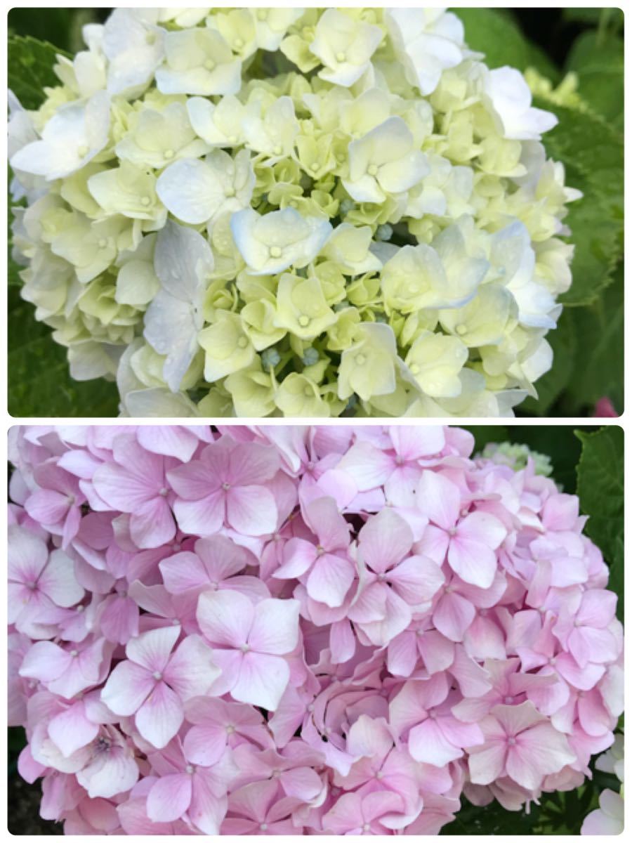 Paypayフリマ アジサイ 紫陽花 苗木 二本 Paypayフリマ アジサイ 紫陽花 苗木 二本