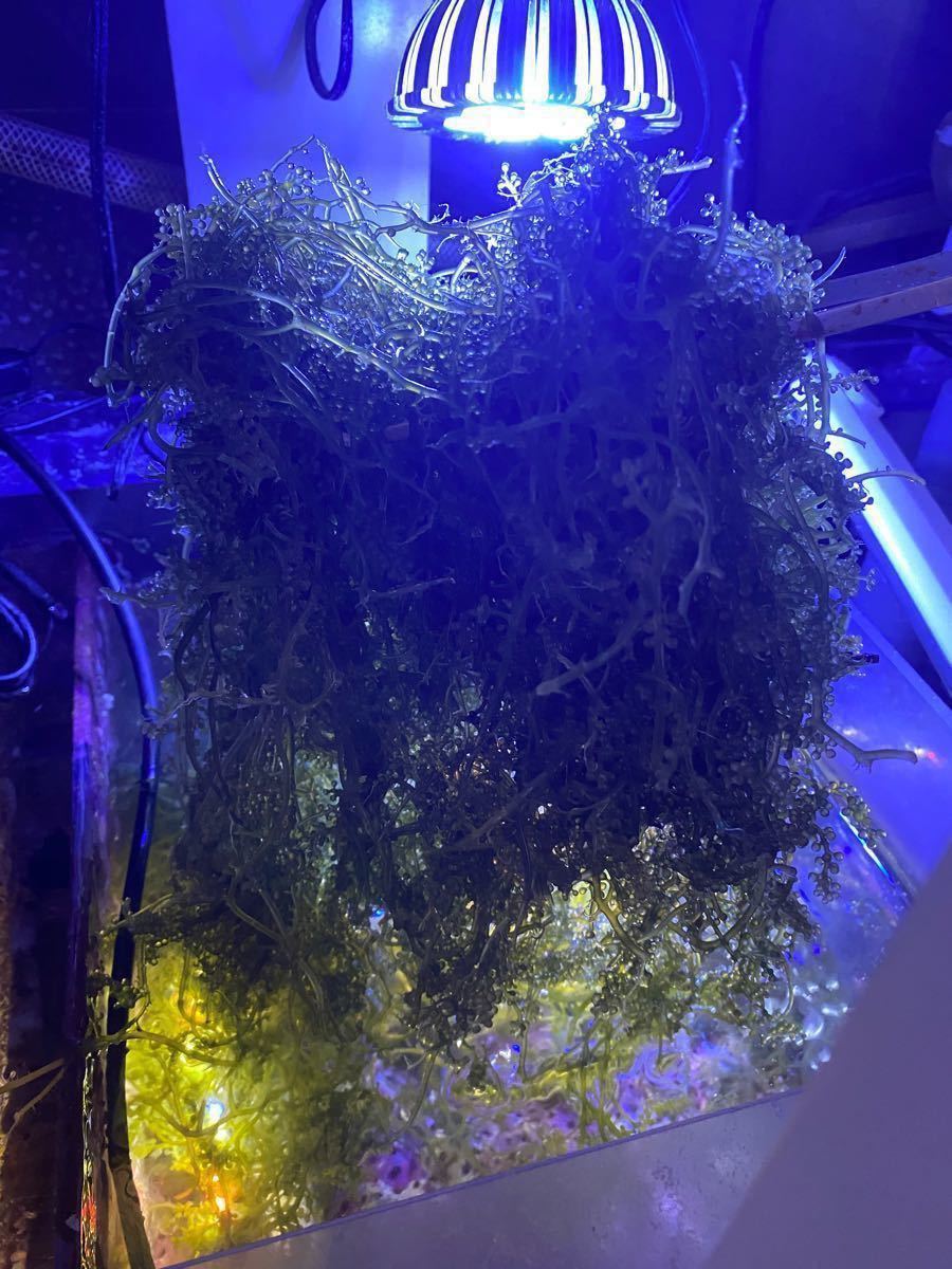 Paypayフリマ 海ぶどう 0g 海水魚 餌 アクアリウム 海水魚水槽 専用 海藻 水草 リフジウム 水質浄化 生き餌 ウミブドウ Paypayフリマ 海ぶどう 0g 海水魚 餌 アクアリウム 海水魚水槽 専用 海藻 水草 リフジウム 水質浄化 生き餌 ウミブドウ