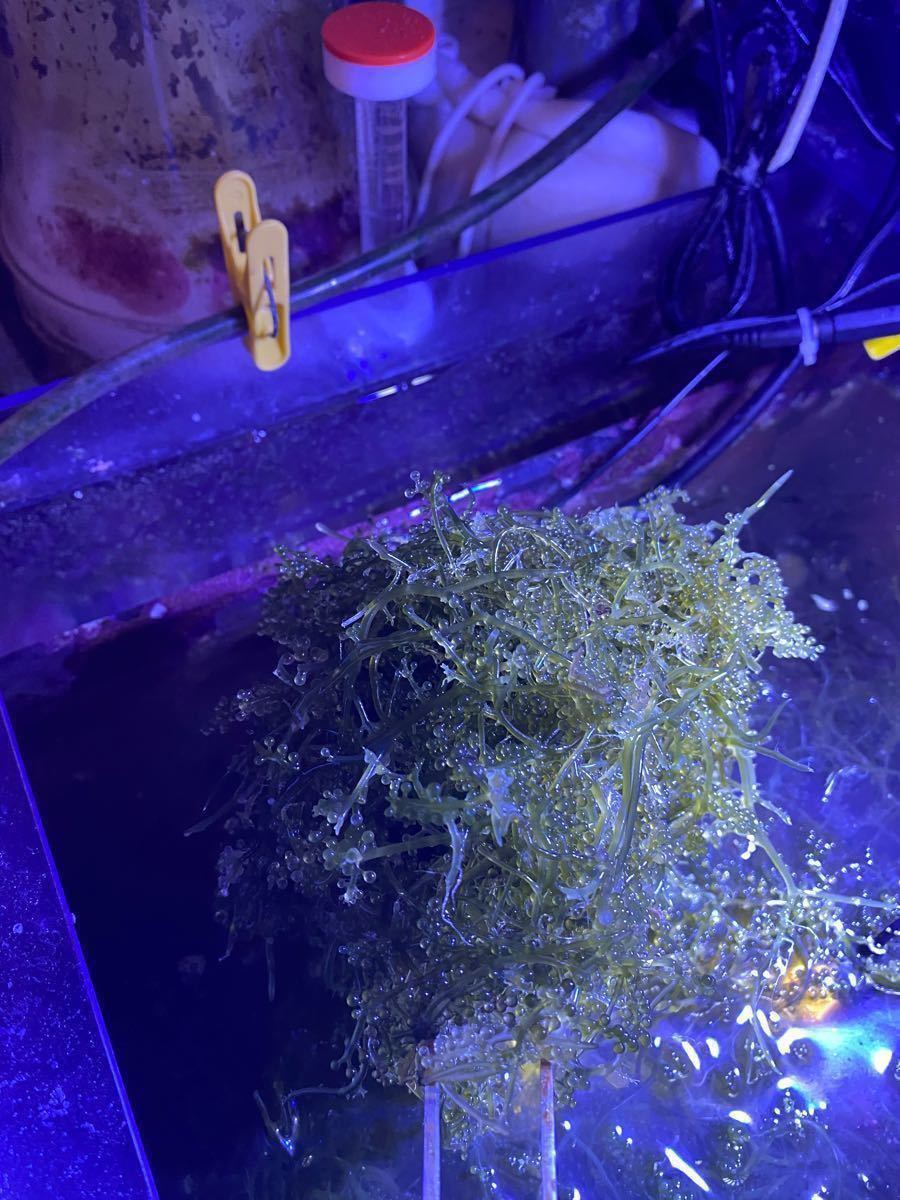 Paypayフリマ 海ぶどう 0g 海水魚 餌 アクアリウム 海水魚水槽 専用 海藻 水草 リフジウム 水質浄化 生き餌 ウミブドウ Paypayフリマ 海ぶどう 0g 海水魚 餌 アクアリウム 海水魚水槽 専用 海藻 水草 リフジウム 水質浄化 生き餌 ウミブドウ