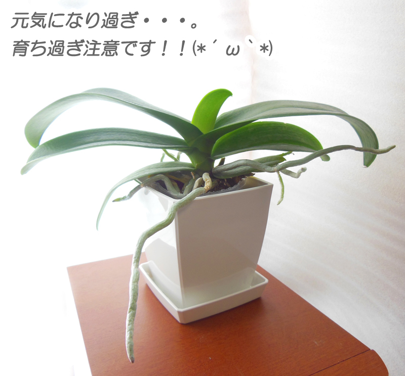 [ бесплатная доставка ] растения для ... viola n. бабочка орхидея simbiju-mtendoro вид m суккулентное растение декоративное растение тоже!
