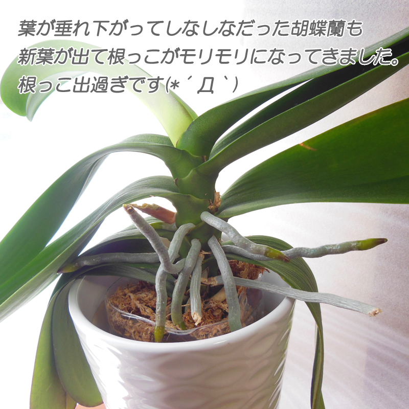 [ бесплатная доставка ] растения для ... viola n. бабочка орхидея simbiju-mtendoro вид m суккулентное растение декоративное растение тоже!