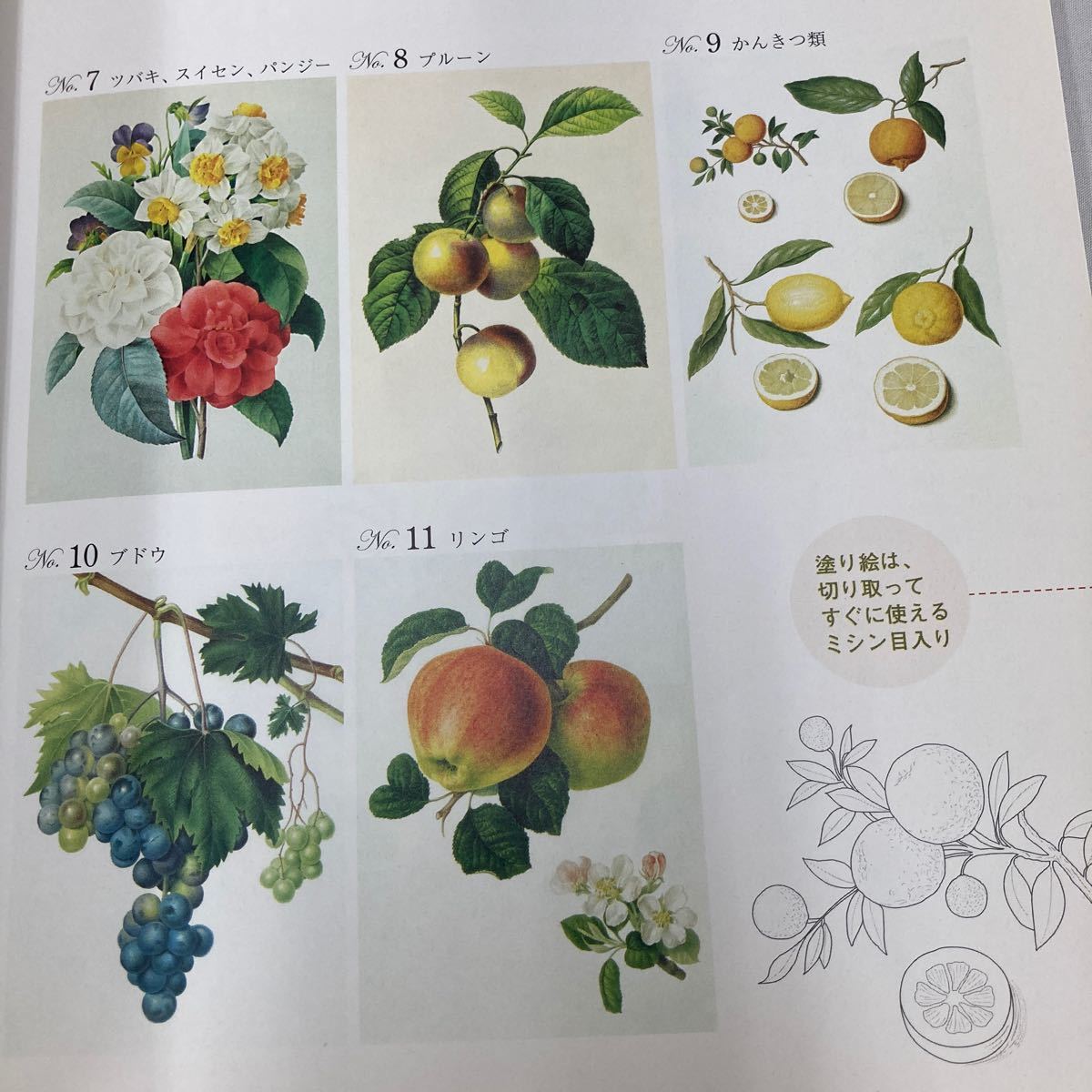 Paypayフリマ 大人の塗り絵 花とフルーツ編p Jルドゥーテ W フッカー他 Paypayフリマ 大人の塗り絵 花とフルーツ編p Jルドゥーテ W フッカー他