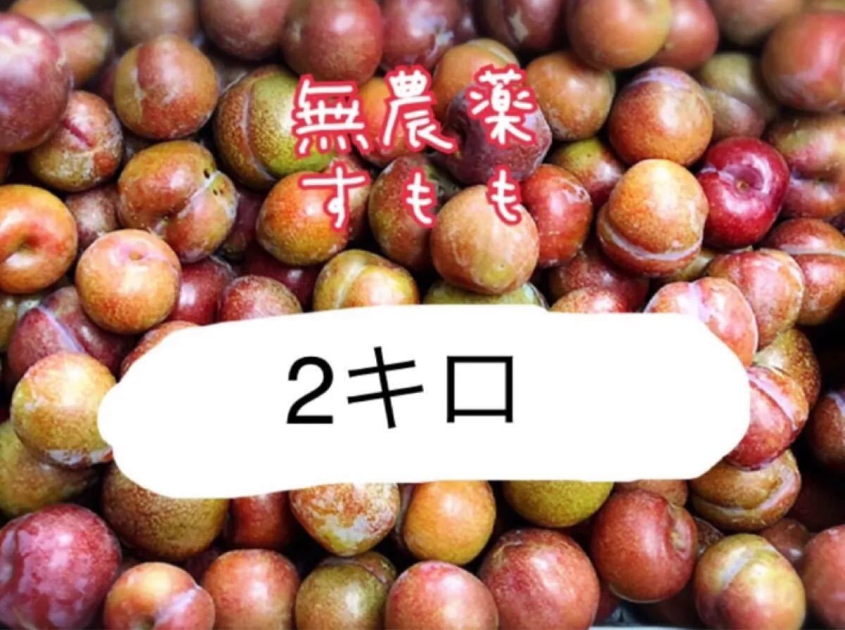 返品送料無料】【返品送料無料】すもも 10キロ 1010 果物 | blog