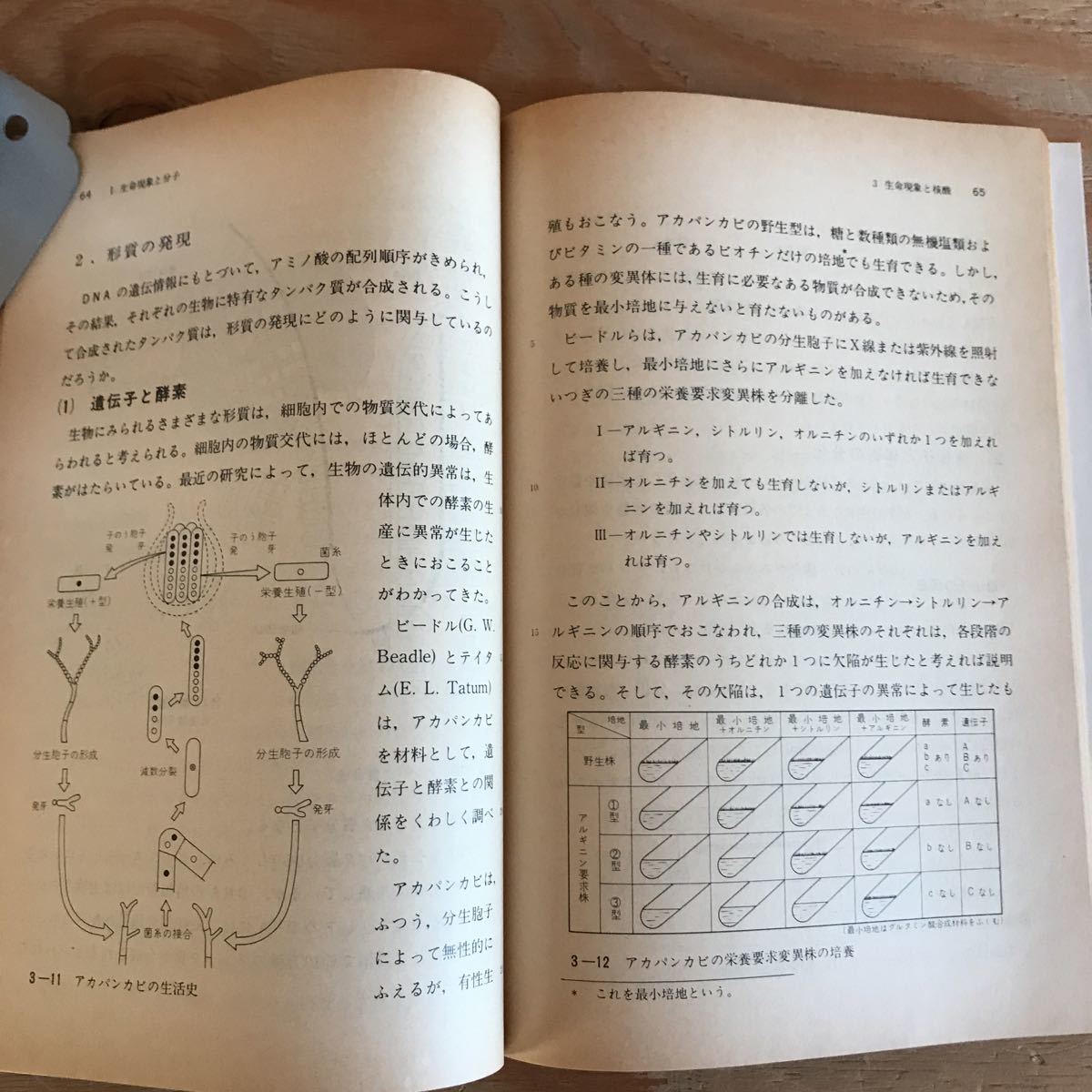 K7FJ3-210602　レア［生物Ⅱ 第一学習社］遺伝子と酵素 生物界の変遷　_画像6