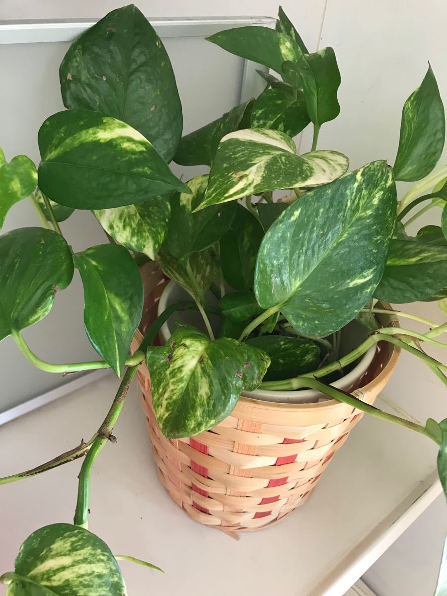 Paypayフリマ 観葉植物 ポトス 根付き 切り苗含め5本 Paypayフリマ 観葉植物 ポトス 根付き 切り苗含め5本