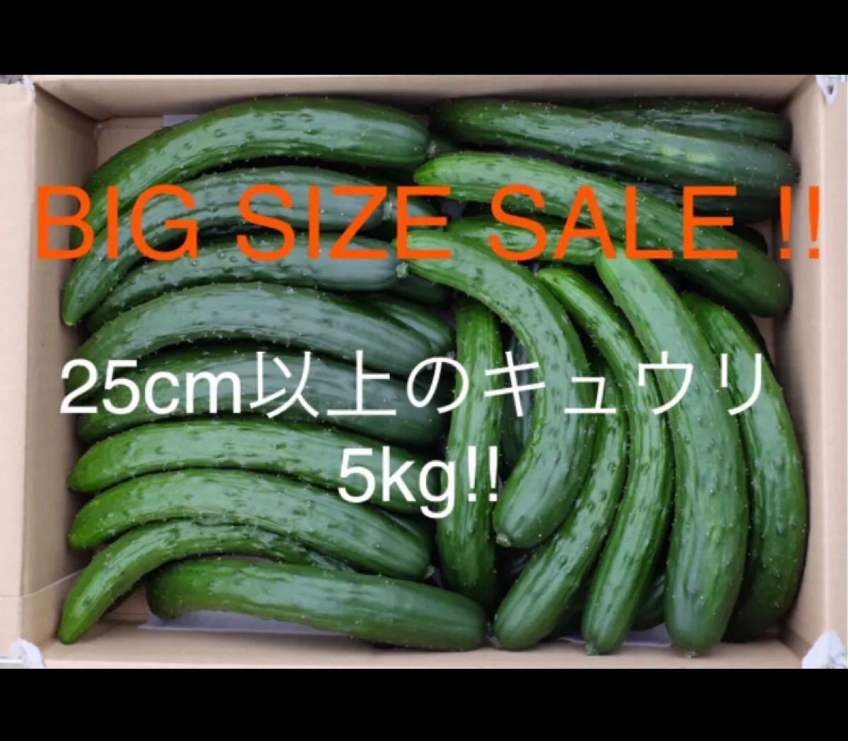 Paypayフリマ 訳あり 熊谷産大きいきゅうり5kg Paypayフリマ 訳あり 熊谷産大きいきゅうり5kg