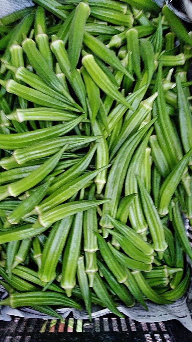 Paypayフリマ 福岡県産 オクラ500g 栽培期間中農薬不使用 朝摘みメール便 Paypayフリマ 福岡県産 オクラ500g 栽培期間中農薬不使用 朝摘みメール便
