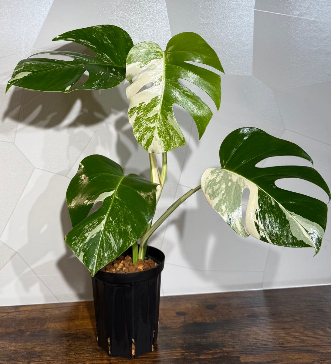 Monstera borsigiana 