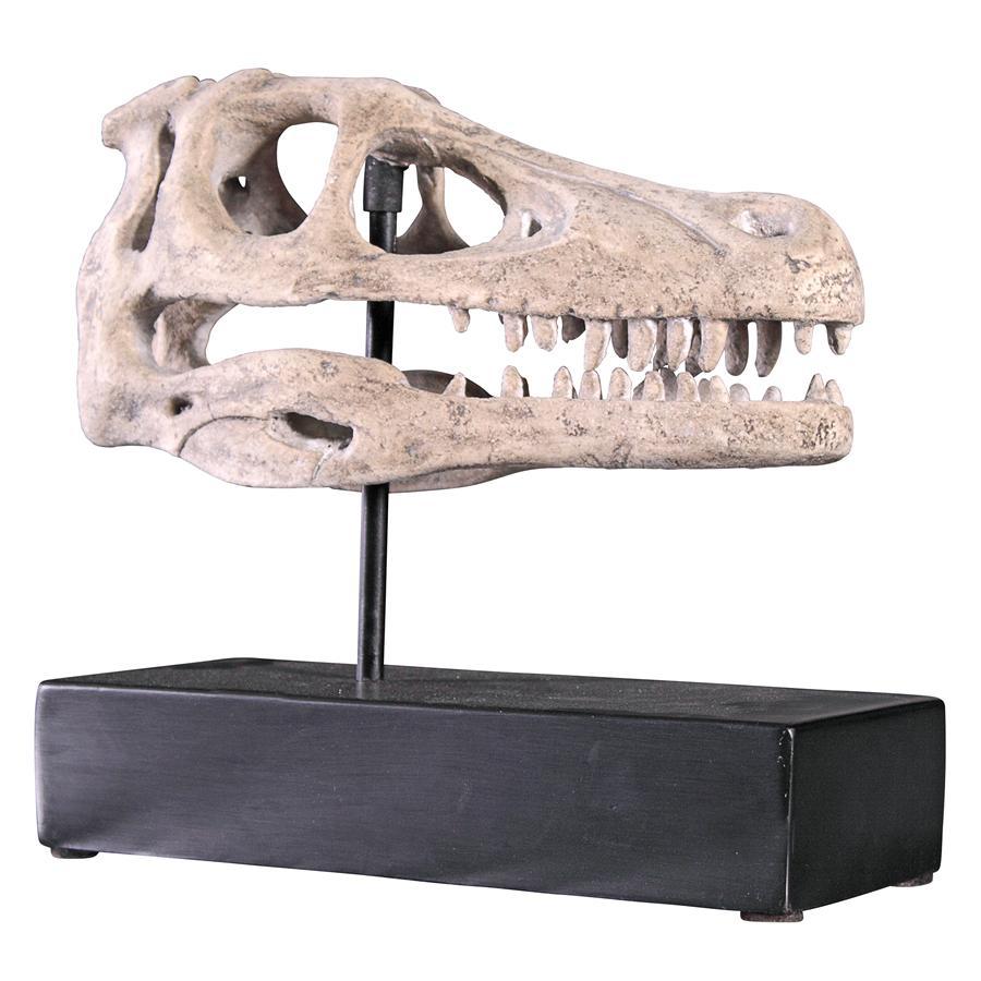 肌触りがいい ヴェロキラプトルの頭蓋骨 化石　ディスプレイ台座付インテリア置物飾り装飾品彫刻博物館小型肉食恐竜調度品動物スカル骨格骨組みオブジェ 洋風