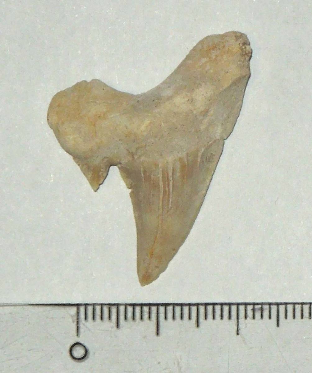 サメの歯の化石_画像1