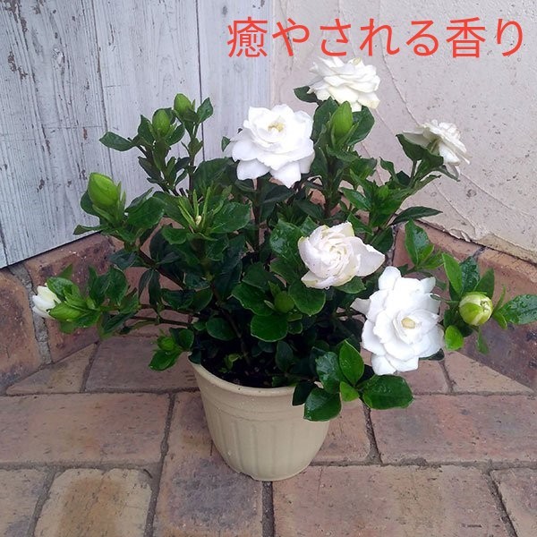 Paypayフリマ クチナシの花 挿し木 2本 Paypayフリマ クチナシの花 挿し木 2本