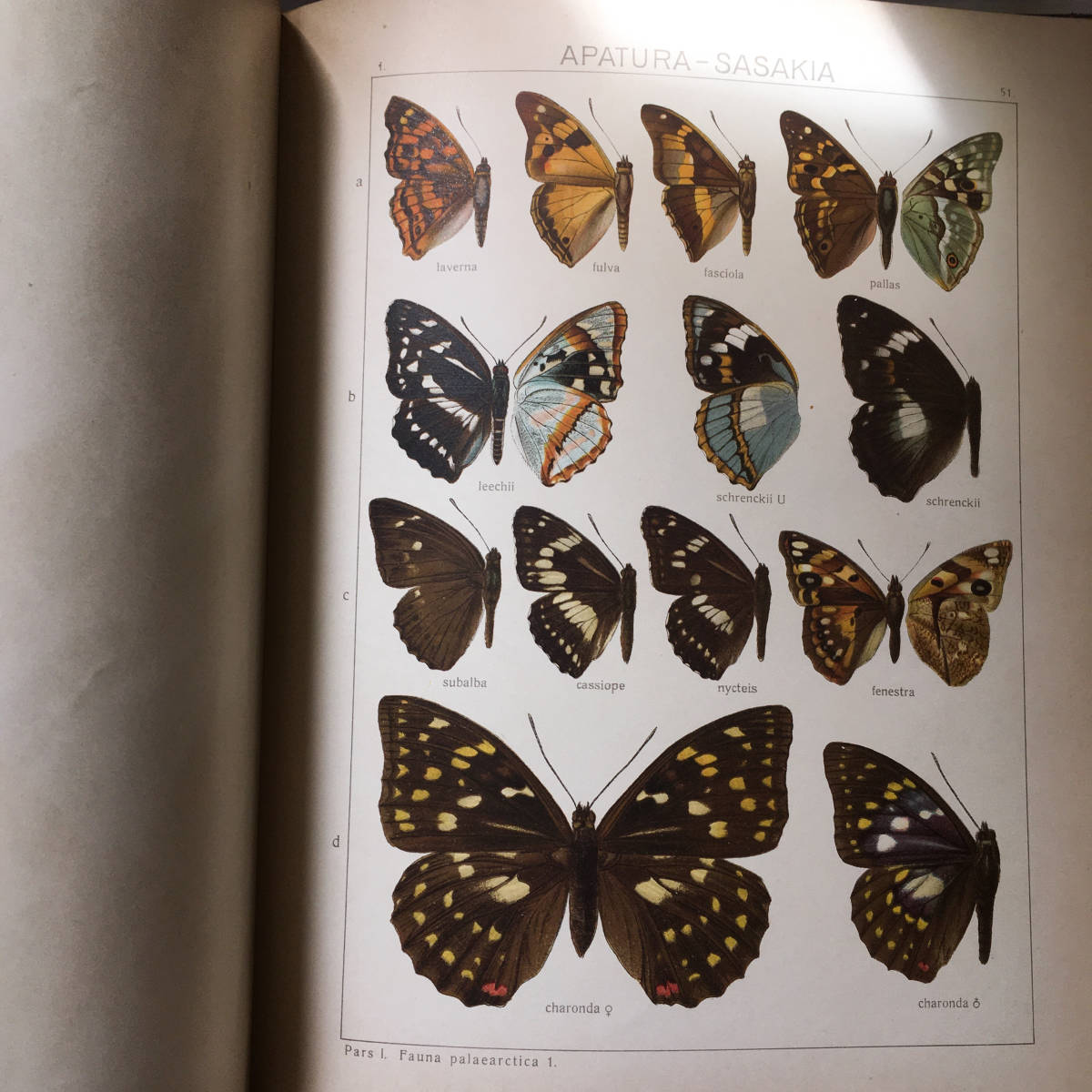 1906年 世界の大型鱗翅目 ザイツ 蝶図鑑 89葉 プレート 1906年 世界の大型鱗翅目 ザイツ 蝶図鑑 89葉 プレート