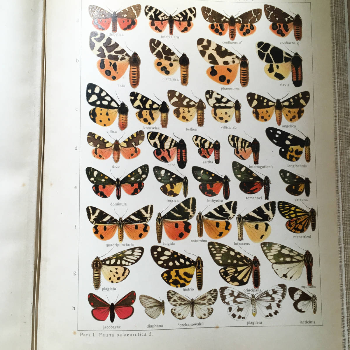 1913年世界の大型鱗翅目ザイツ蝶図鑑56葉プレートフランス語仏語多 
