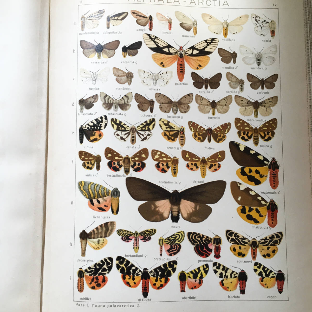1913年世界の大型鱗翅目ザイツ蝶図鑑56葉プレートフランス語仏語多 