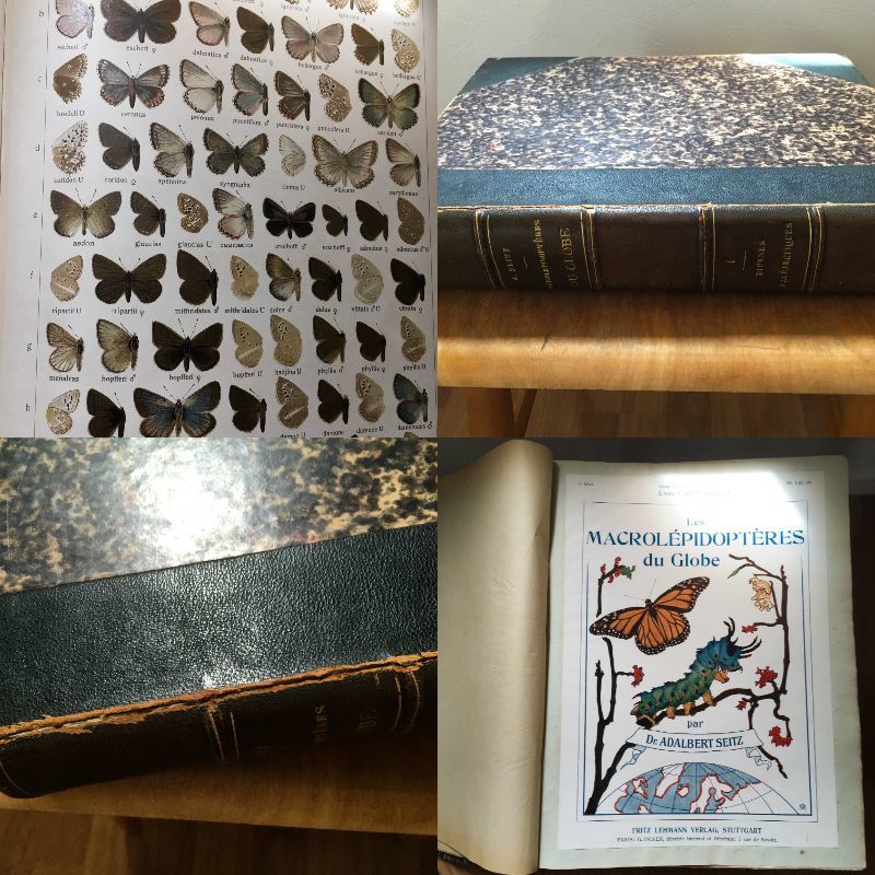 1906年 世界の大型鱗翅目 ザイツ 蝶図鑑 89葉 プレート 1906年 世界の大型鱗翅目 ザイツ 蝶図鑑 89葉 プレート