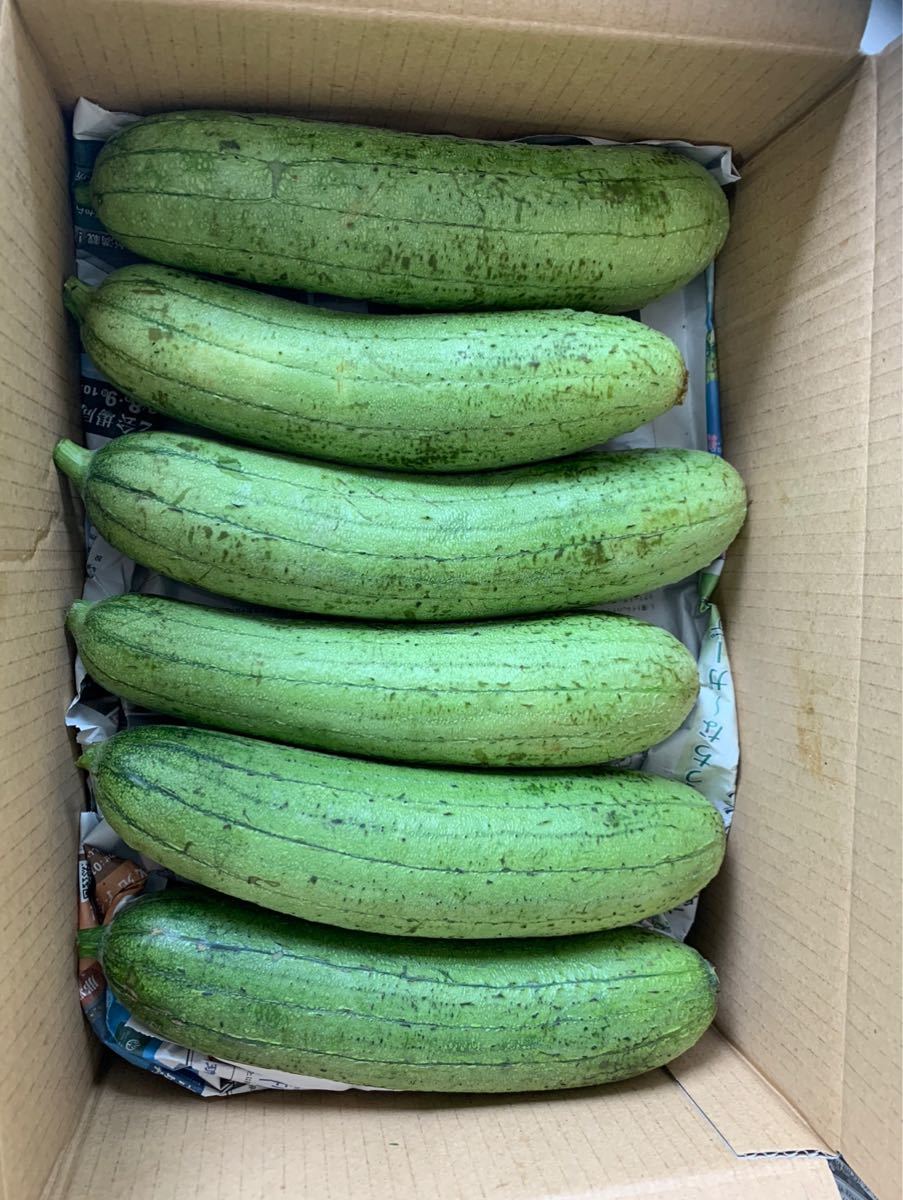 Paypayフリマ 夏場限定 露地栽培沖縄ヘチマ へちま 産地直送2kg Paypayフリマ 夏場限定 露地栽培沖縄ヘチマ へちま 産地直送2kg
