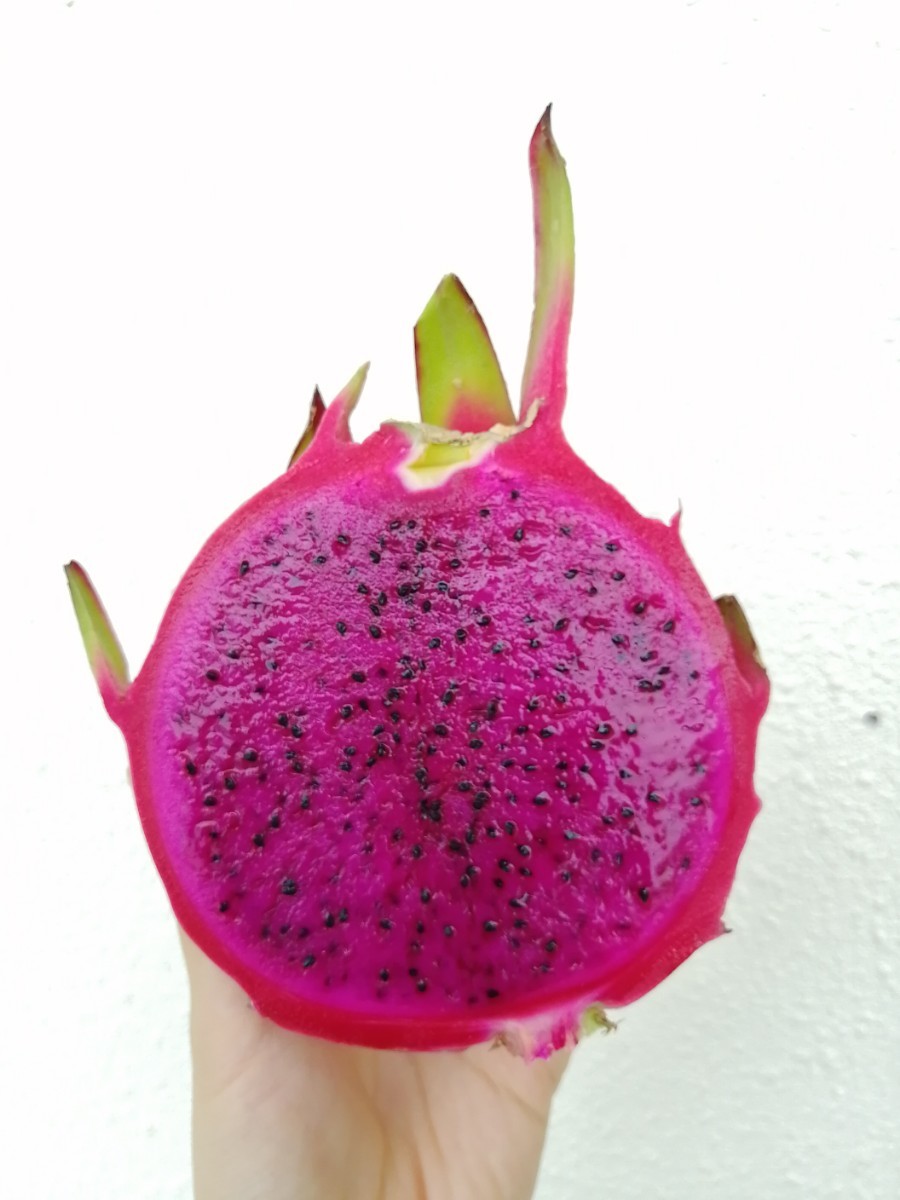 Paypayフリマ レッドドラゴンフルーツ カット苗 多肉植物 サボテン 沖縄県産 無農薬 Paypayフリマ レッドドラゴンフルーツ カット苗 多肉植物 サボテン 沖縄県産 無農薬