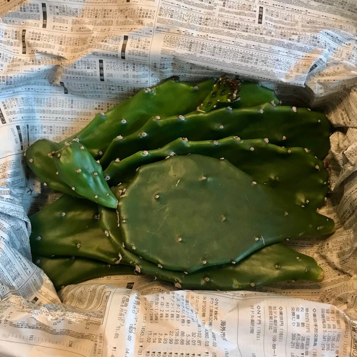 Paypayフリマ ウチワサボテン お得用 おまかせいろいろセット カット苗 挿し木 食用 多肉植物 Paypayフリマ ウチワサボテン お得用 おまかせいろいろセット カット苗 挿し木 食用 多肉植物