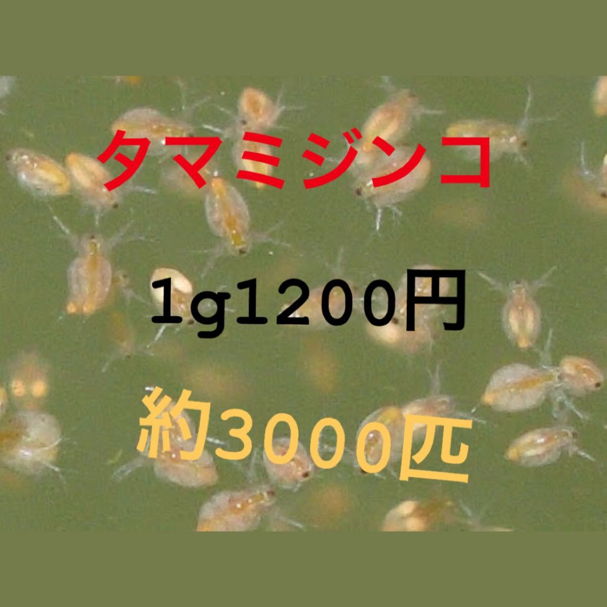 Paypayフリマ めっちゃ売れてる タマミジンコ1gグリーンウォーター付 メダカ 餌 ミジンコ ゾウリムシ メダカ餌 Psb 活餌専門店 Paypayフリマ めっちゃ売れてる タマミジンコ1gグリーンウォーター付 メダカ 餌 ミジンコ ゾウリムシ メダカ餌 Psb 活餌専門店