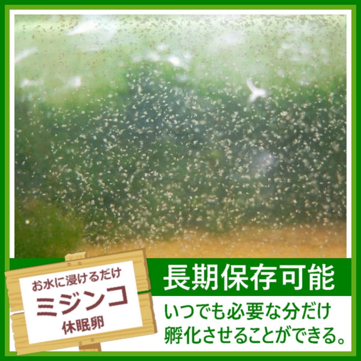 Paypayフリマ たっぷり タマミジンコの卵 Paypayフリマ たっぷり タマミジンコの卵