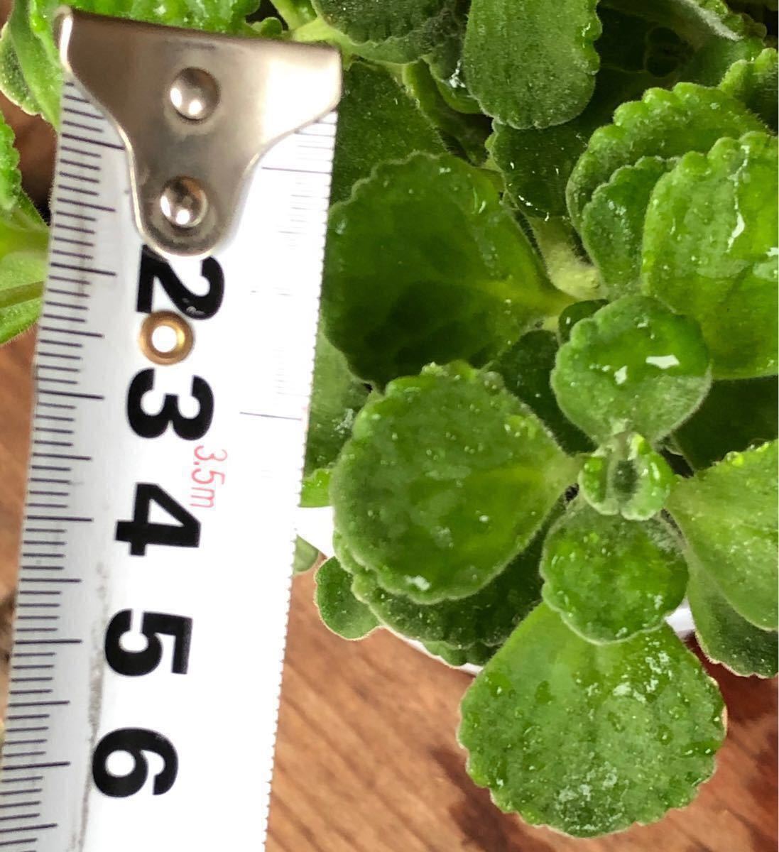 Paypayフリマ アロマティカス カット苗 10本 虫除け ハーブ 多肉植物 Paypayフリマ アロマティカス カット苗 10本 虫除け ハーブ 多肉植物