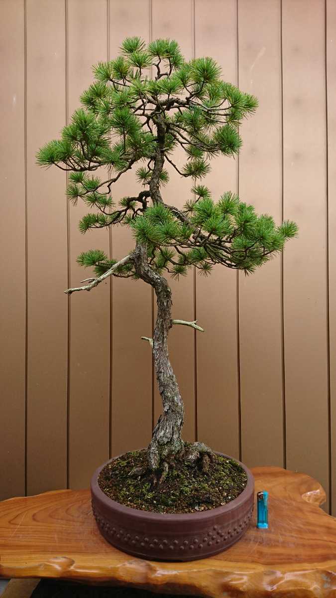 盆栽 五葉松 樹高103cm