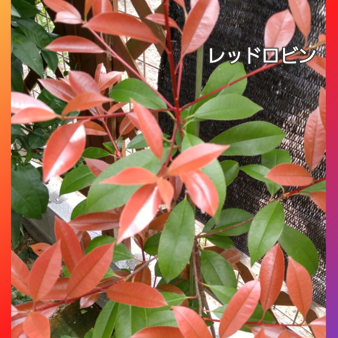 Paypayフリマ レッドロビン 剪定すれば時季問わず新芽が出て真っ赤でツヤがあり美しい 初心者向き