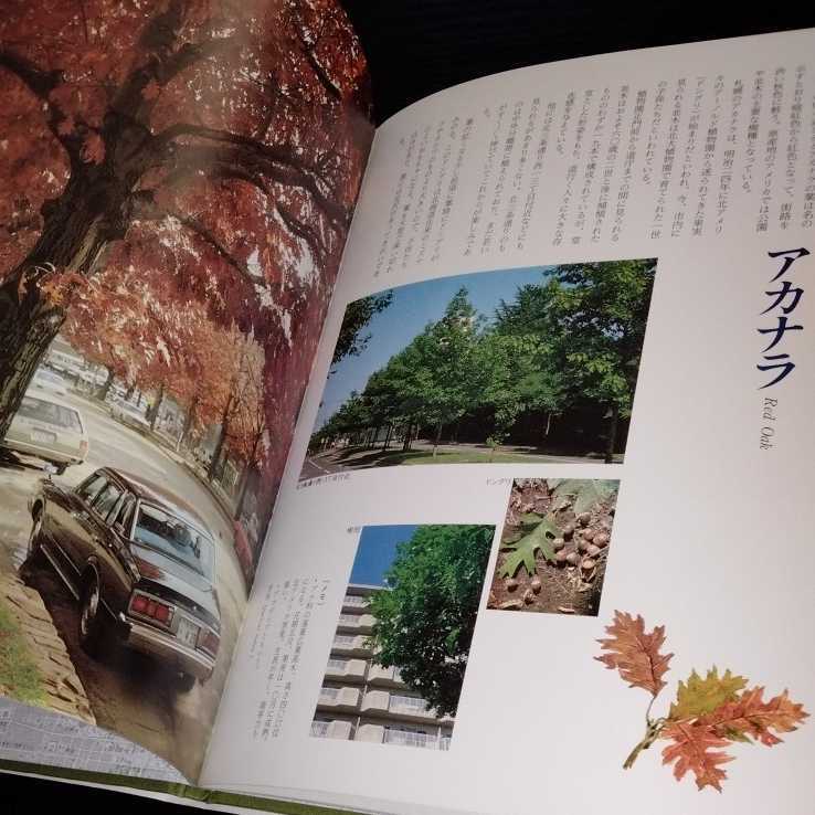 ke87 Sapporo. average tree 1982 year 5 month 10 day the first . Hokkaido university books . line . tree forest nature plant green Hokkaido green ground leaf street .. plant illustrated reference book environment 