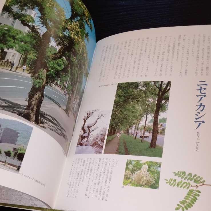 ke87 Sapporo. average tree 1982 year 5 month 10 day the first . Hokkaido university books . line . tree forest nature plant green Hokkaido green ground leaf street .. plant illustrated reference book environment 