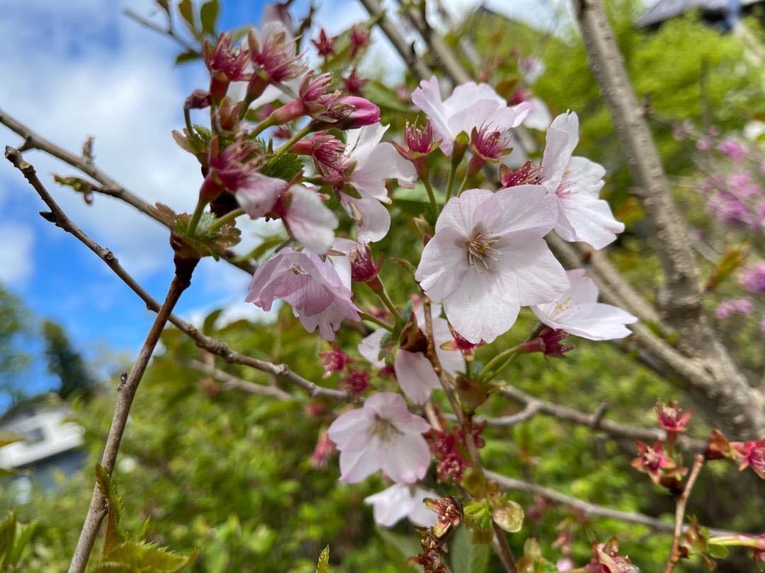 御殿場桜　挿し穂　御殿場ザクラ 8本 ■送料無料 挿木用 さくら クリックポスト発送　植木 ガーデニング_画像5