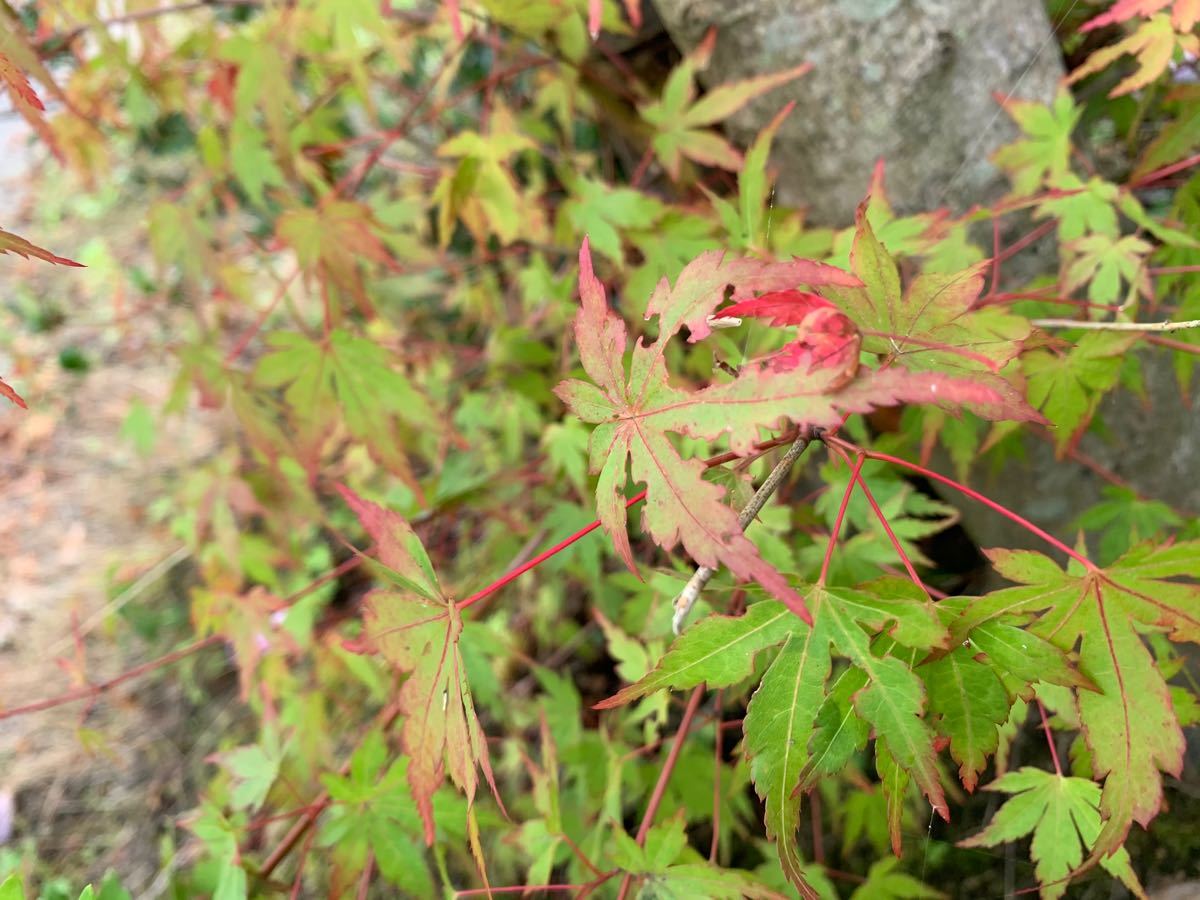 Paypayフリマ もみじ 紅葉 挿し穂 10本 送料無料 かえで 挿し木 花木 モミジ 庭木 庭園 植木 Paypayフリマ もみじ 紅葉 挿し穂 10本 送料無料 かえで 挿し木 花木 モミジ 庭木 庭園 植木