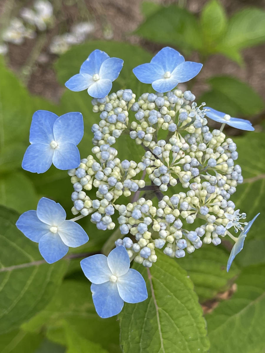 ヤフオク 貴重 やまあじさい 山紫陽花 2本 挿し穂 送料無