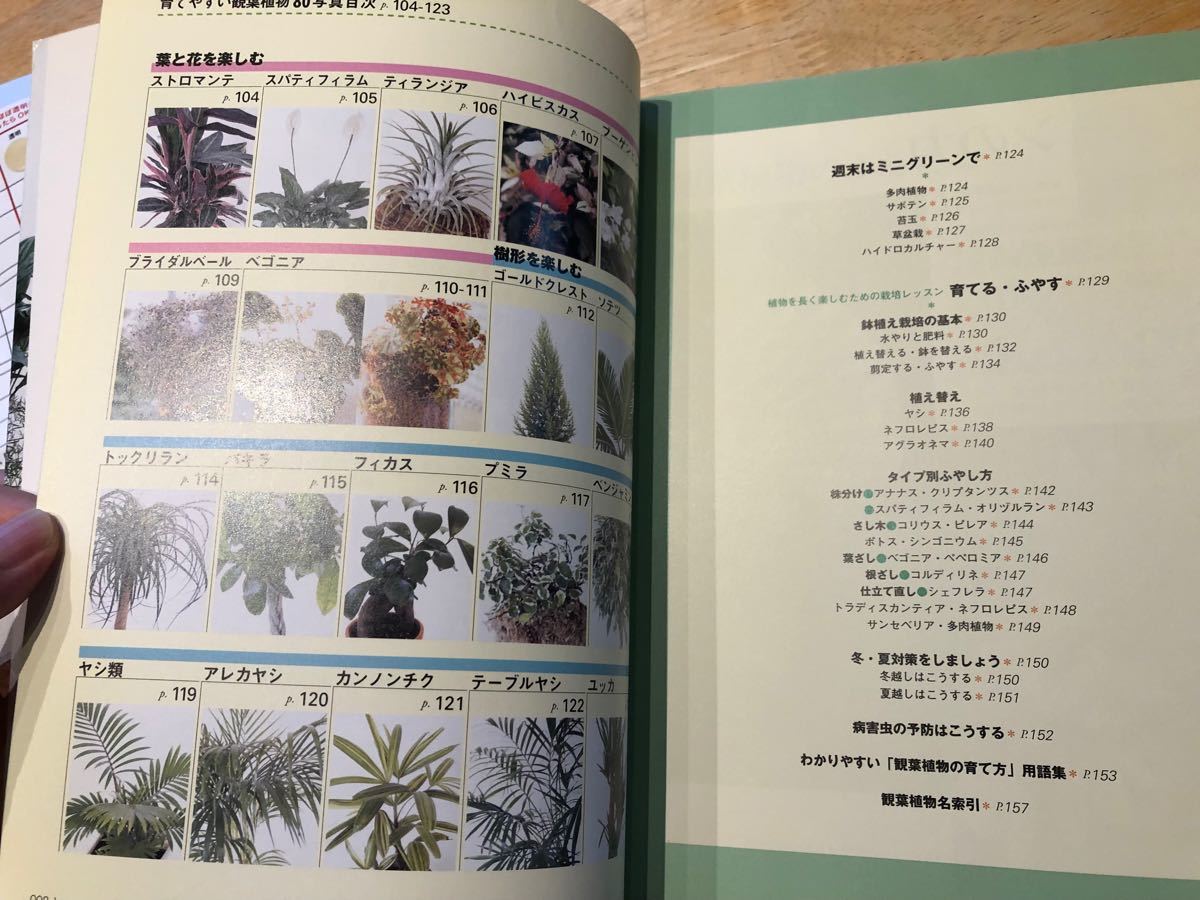 Paypayフリマ わかりやすい 観葉植物の育て方 Paypayフリマ わかりやすい 観葉植物の育て方