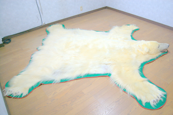 581】美品!! 全長 約240㎝ 白熊 シロクマ 北極熊 剥製・敷物 581】美品!! 全長 約240㎝ 白熊 シロクマ 北極熊 剥製・敷物