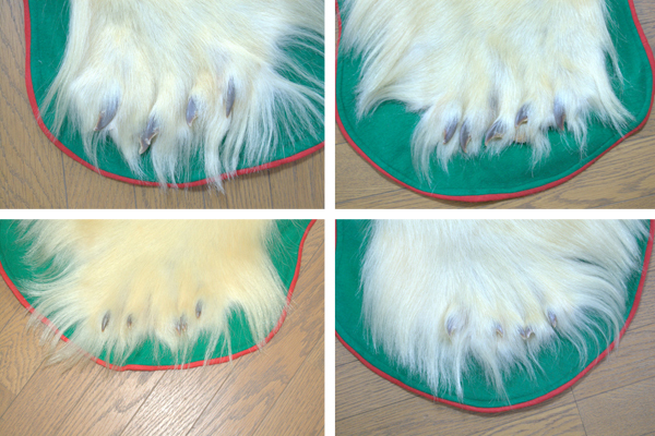 581】美品!! 全長 約240㎝ 白熊 シロクマ 北極熊 剥製・敷物 581】美品!! 全長 約240㎝ 白熊 シロクマ 北極熊 剥製・敷物