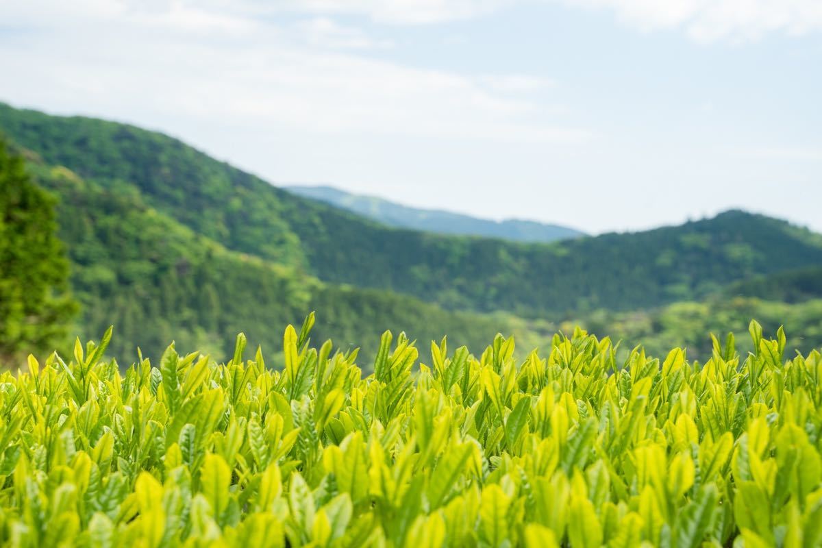 川根茶 緑茶ティーバッグ 20個入×3個セット