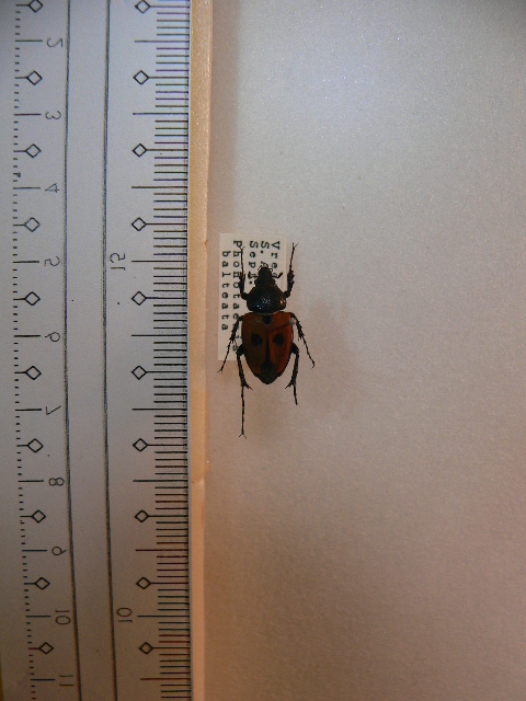 X30 コガネムシ・カナブン類　南アフリカ産 標本　昆虫　甲虫　標本　昆虫　甲虫_画像1