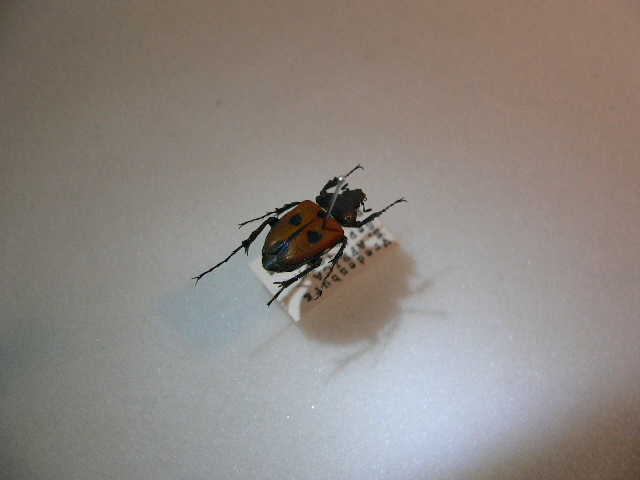 X30 コガネムシ・カナブン類　南アフリカ産 標本　昆虫　甲虫　標本　昆虫　甲虫_画像2