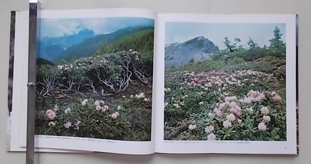 . south. rhododendron . country?(. compilation ) Showa era 56 year 