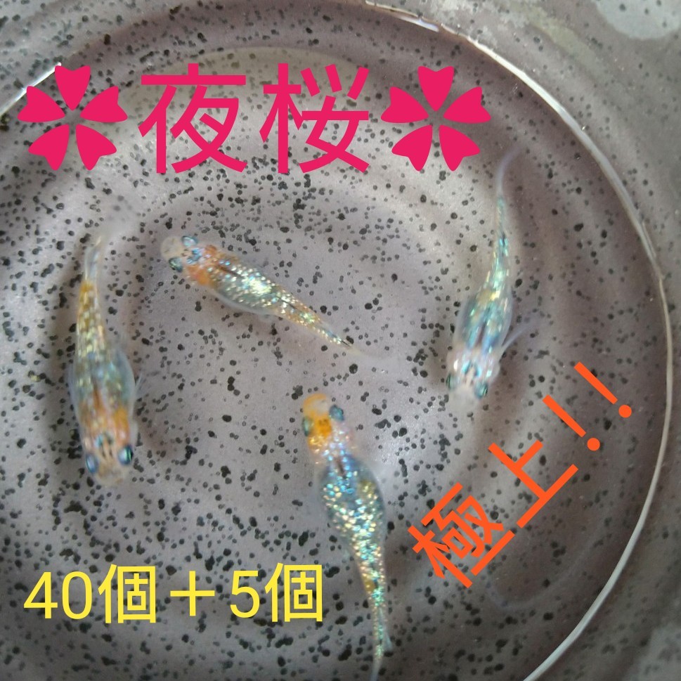 Paypayフリマ 子供画像有り 超極上 濃色 夜桜メダカ 有精卵40個 A5個 お値引き無しの場合 A10個 Paypayフリマ 子供画像有り 超極上 濃色 夜桜メダカ 有精卵40個 A5個 お値引き無しの場合 A10個