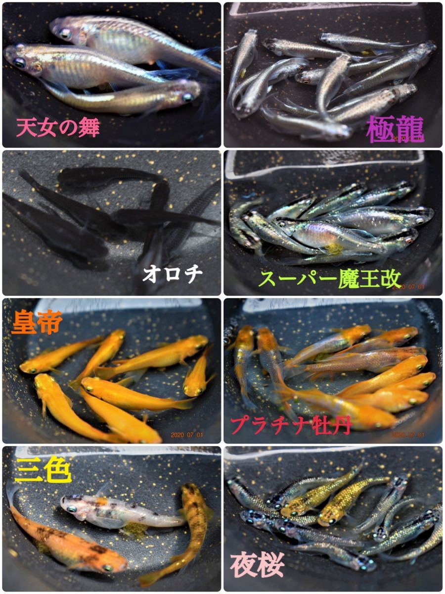 Paypayフリマ メダカ ミックスの卵50 A Paypayフリマ メダカ ミックスの卵50 A