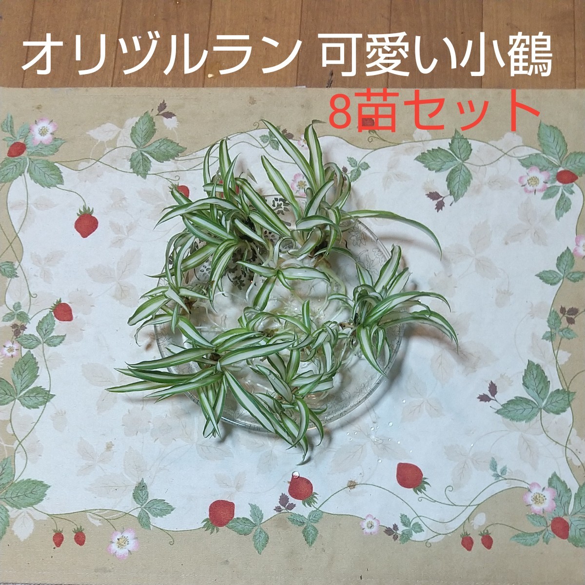 オリヅルラン 小鶴 苗 ８セット