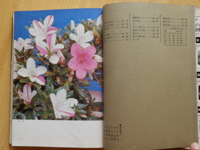  Rhododendron indicum иллюстрированная книга 3 Япония Rhododendron indicum . сборник 1973 год ( Showa 48 год )21 версия Ikeda книжный магазин 