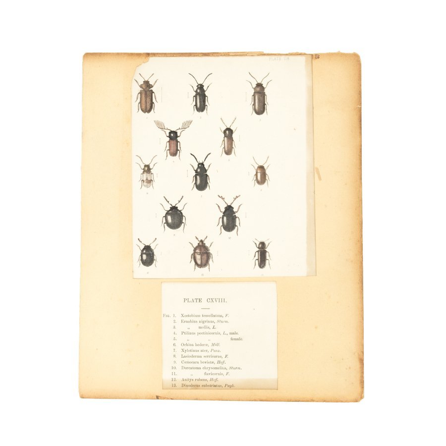 ヴィンテージ 昆虫 標本 図鑑 アート PLATE118/119_画像1