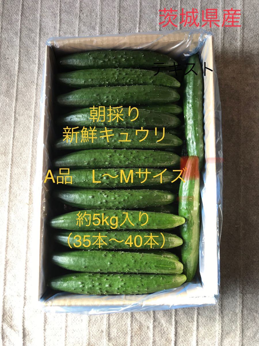 h 茨城県産 新鮮 キュウリ A品 L〜Mサイズ 約5kg