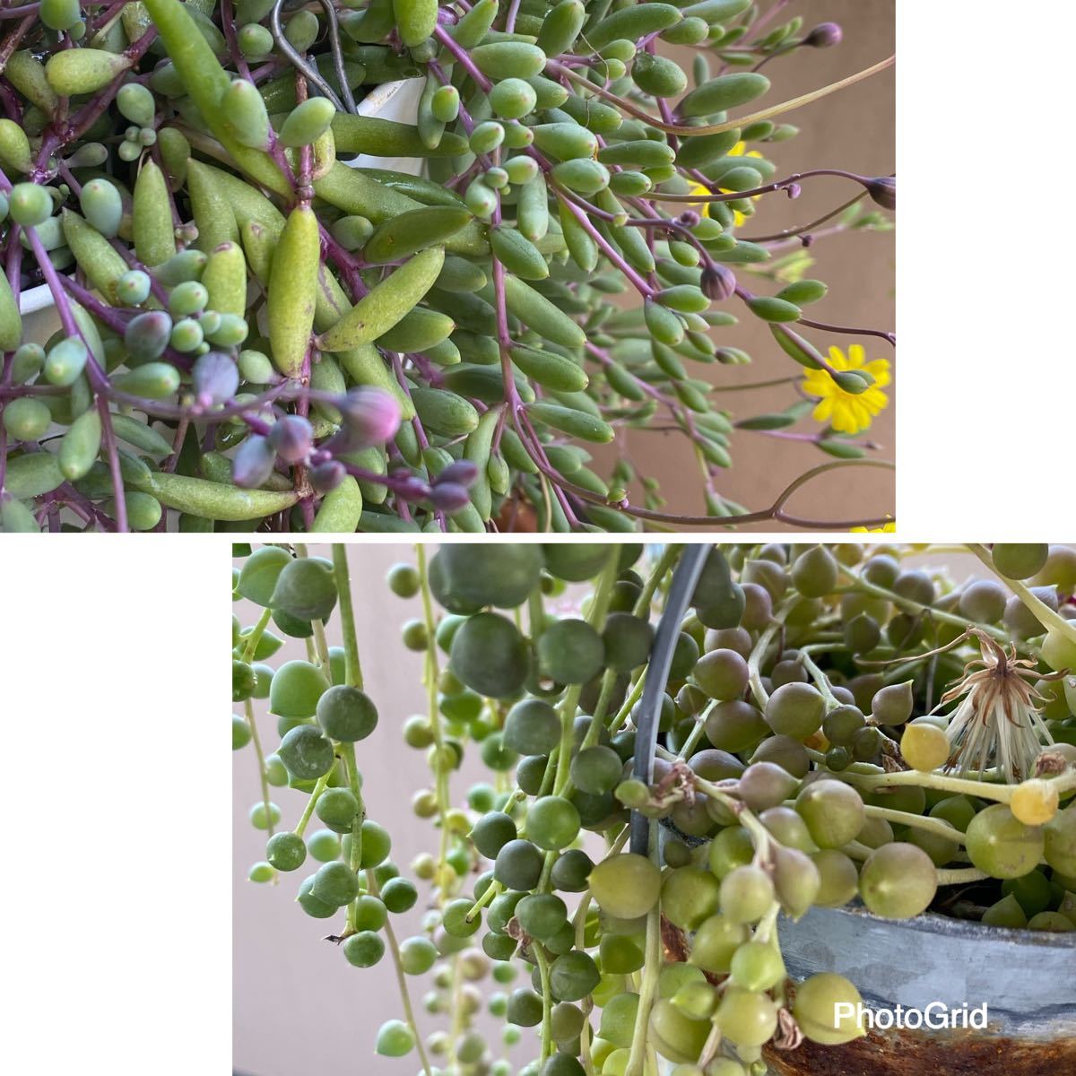 Paypayフリマ 多肉植物 ルビーネックレス グリーンネックレス カット苗 10センチ6本セット Paypayフリマ 多肉植物 ルビーネックレス グリーンネックレス カット苗 10センチ6本セット