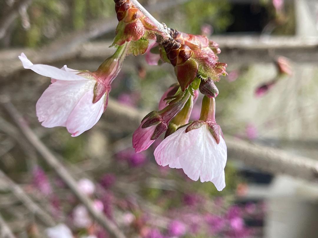 御殿場桜　挿し穂　御殿場ザクラ 7本 ■送料無料 挿木用 さくら クリックポスト発送　植木 ガーデニング_画像4