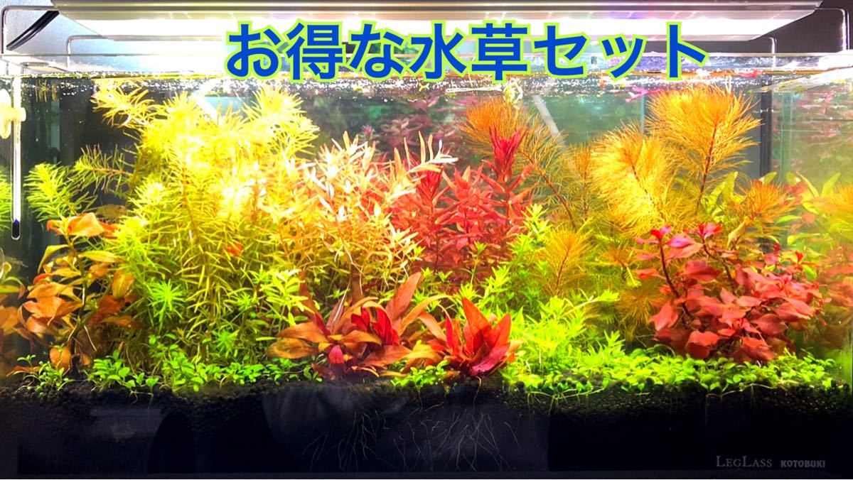 ADA 底床添加剤5種類45㎝水槽用 - 通販 - guianegro.com.br