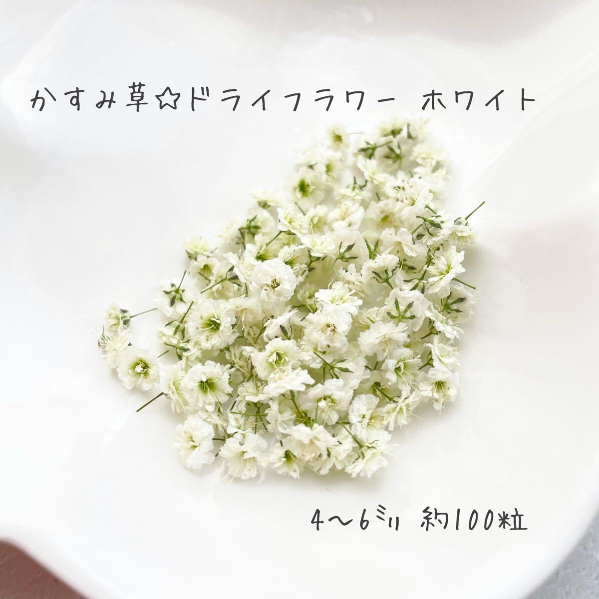 かすみ草☆ドライフラワー　7色mix&ホワイト　セット